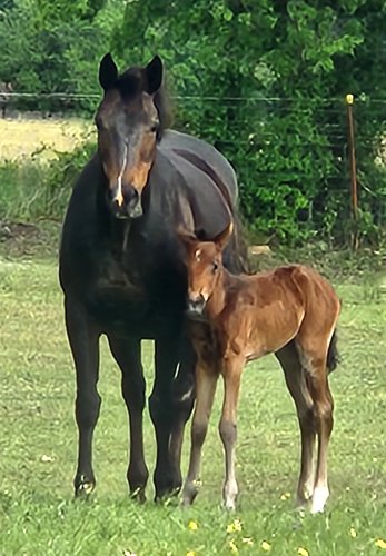 with 2025 filly